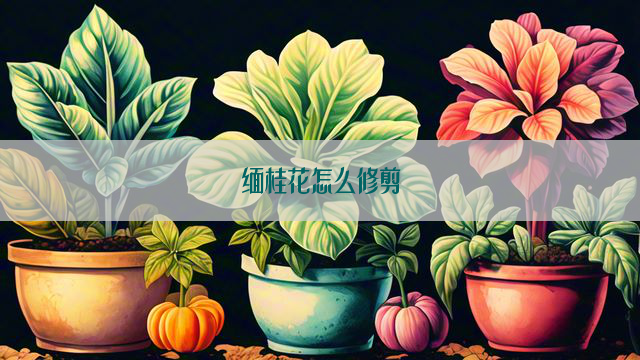 缅桂花怎么修剪