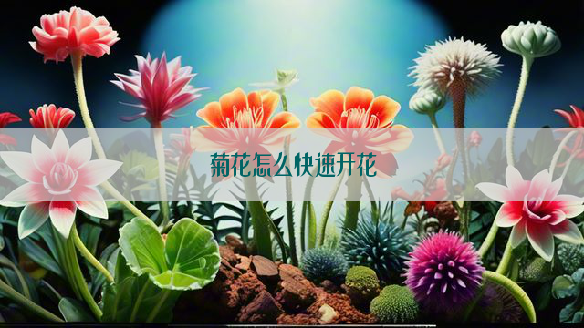 菊花怎么快速开花