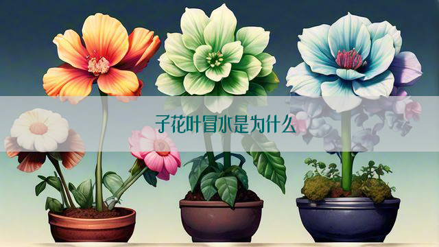 枙子花叶冒水是为什么