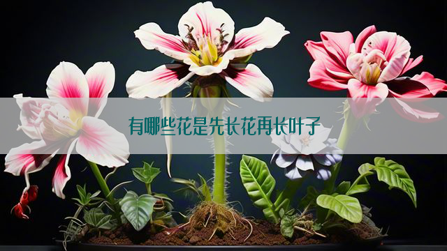 有哪些花是先长花再长叶子