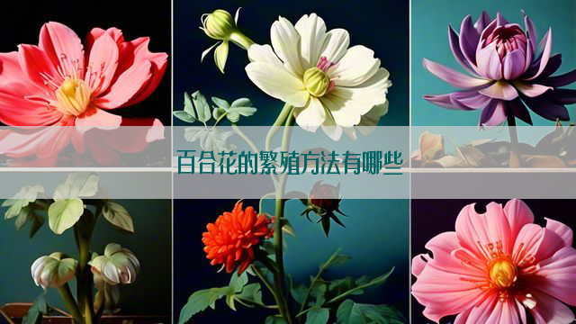 百合花的繁殖方法有哪些