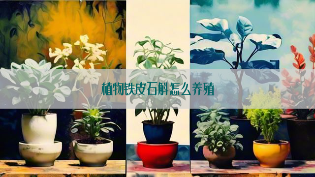 植物铁皮石斛怎么养殖