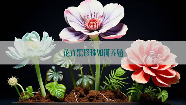 花卉黑珍珠如何养殖