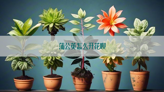 蒲公英怎么开花呗