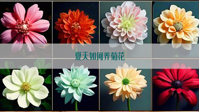 夏天如何养菊花