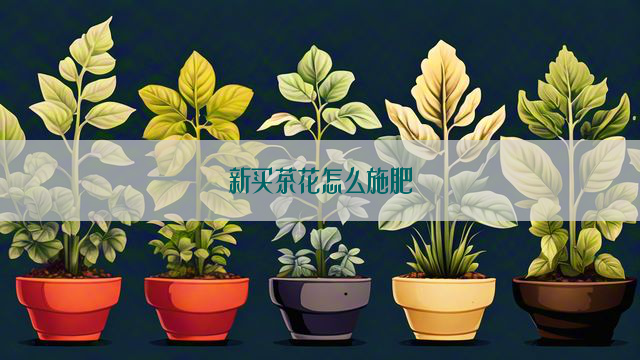 新买茶花怎么施肥