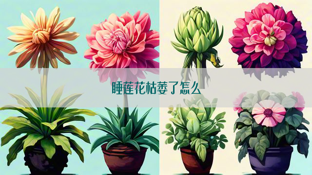 睡莲花枯萎了怎么