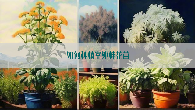 如何种植室外桂花苗