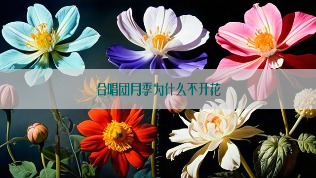 合唱团月季为什么不开花