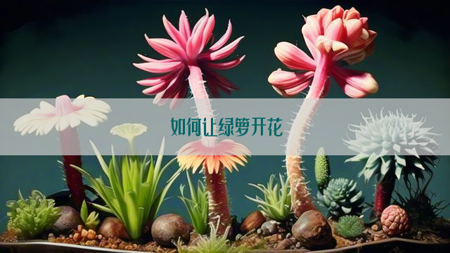 如何让绿箩开花