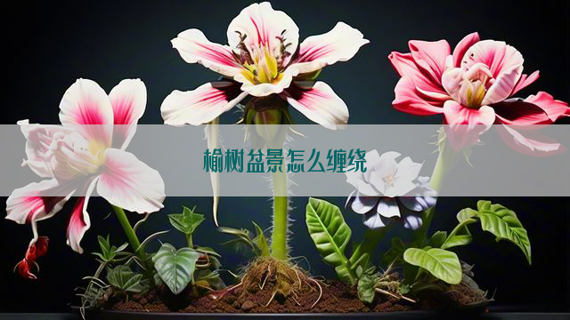 榆树盆景怎么缠绕