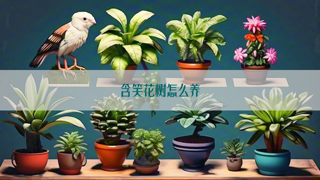 含笑花树怎么养