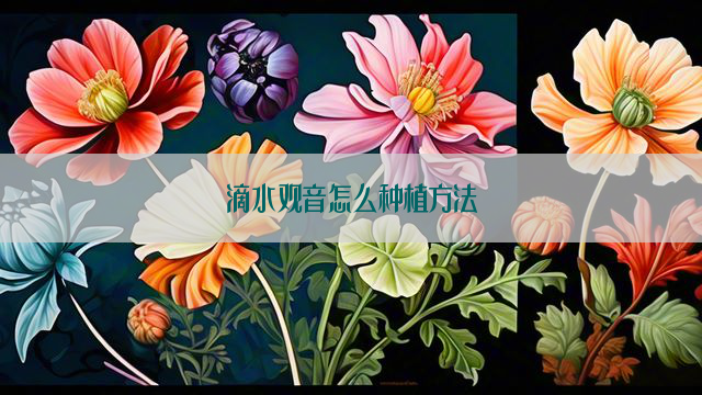 滴水观音怎么种植方法