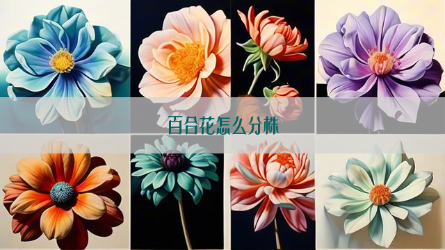 百合花怎么分株