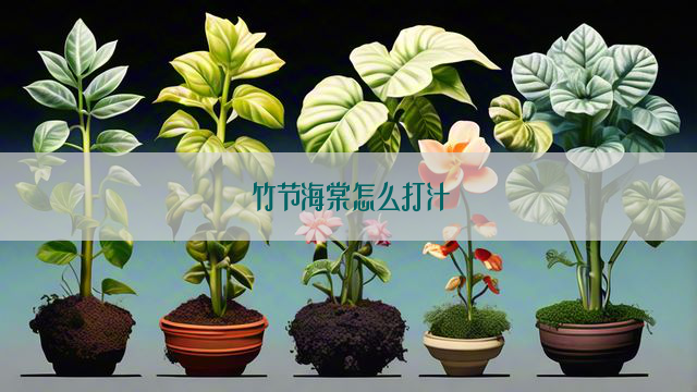 竹节海棠怎么打汁