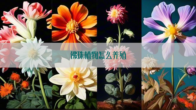 佛珠植物怎么养殖