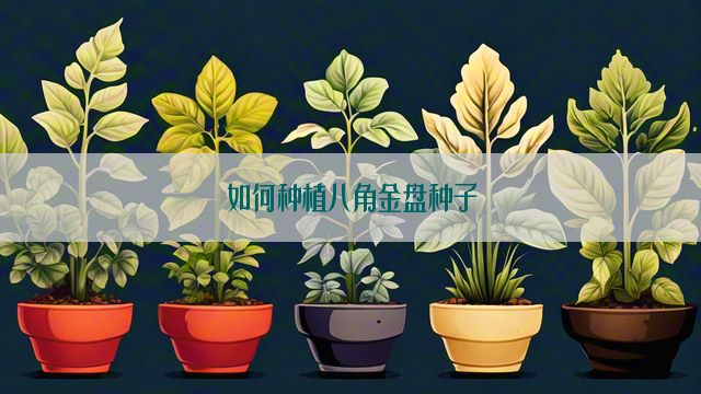 如何种植八角金盘种子