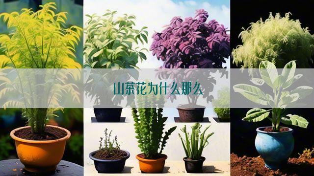 山茶花为什么那么