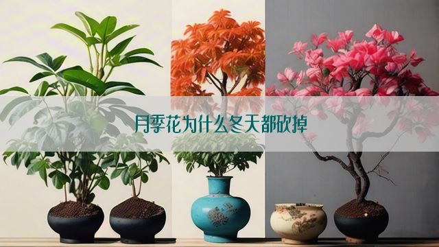 月季花为什么冬天都砍掉