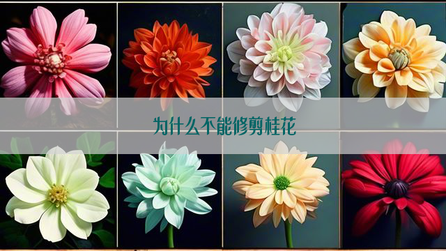 为什么不能修剪桂花