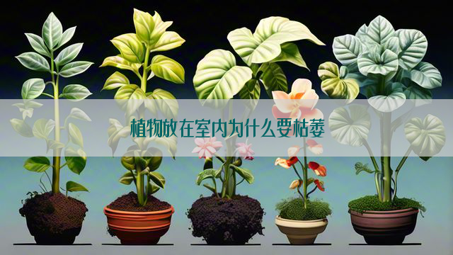 植物放在室内为什么要枯萎