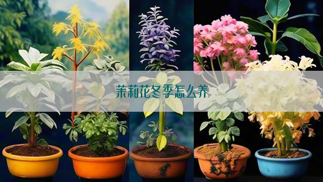 茉莉花冬季怎么养