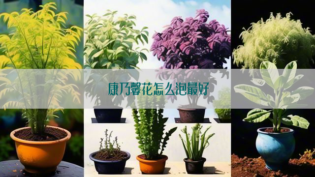 康乃馨花怎么泡最好