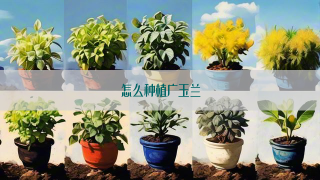 怎么种植广玉兰