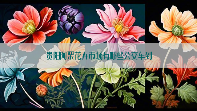 贵阳阿栗花卉市场有哪些公交车到