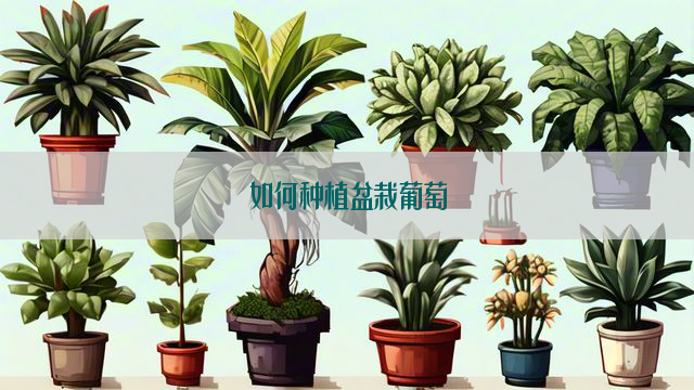 如何种植盆栽葡萄