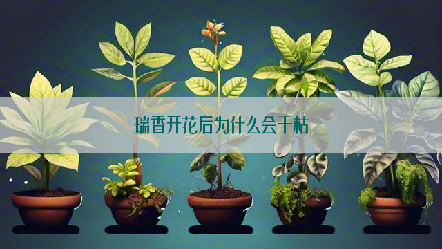 瑞香开花后为什么会干枯