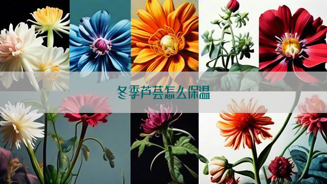 冬季芦荟怎么保温