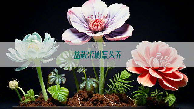 盆栽柒树怎么养