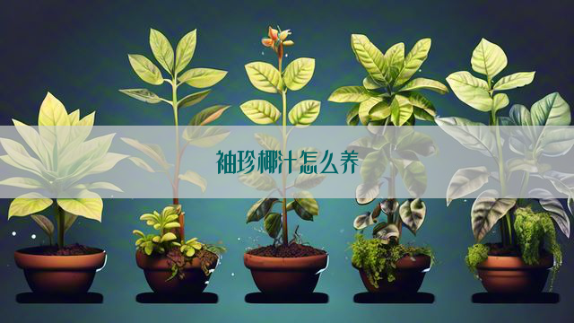 袖珍椰汁怎么养