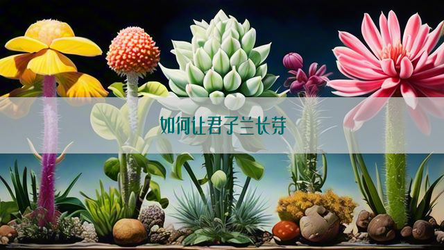 如何让君子兰长芽