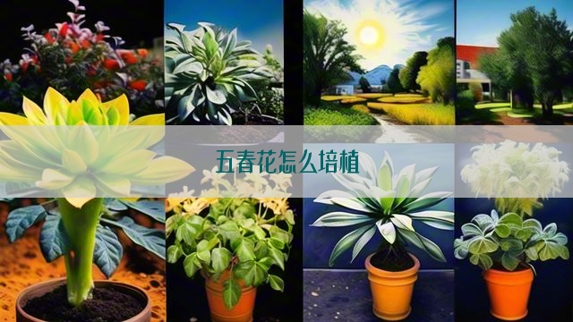 五春花怎么培植