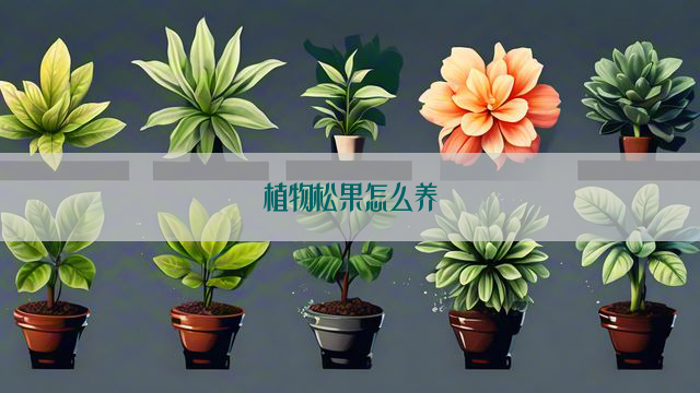 植物松果怎么养