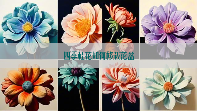 四季桂花如何移栽花盆