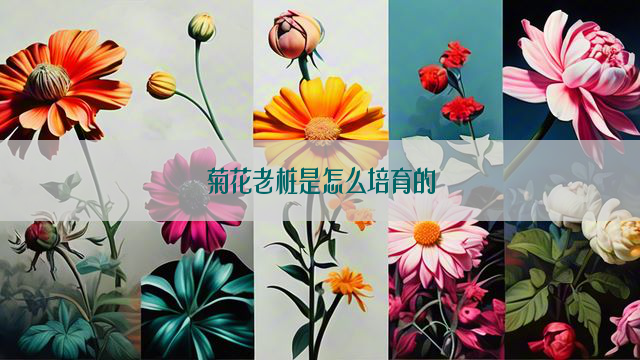 菊花老桩是怎么培育的