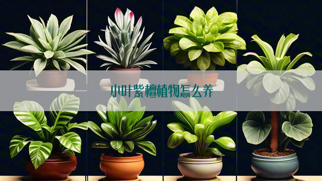 小叶紫檀植物怎么养