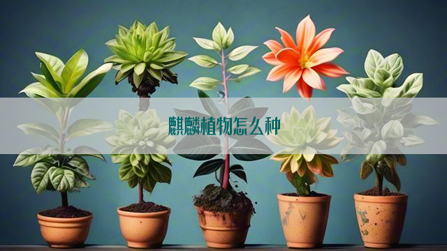 麒麟植物怎么种