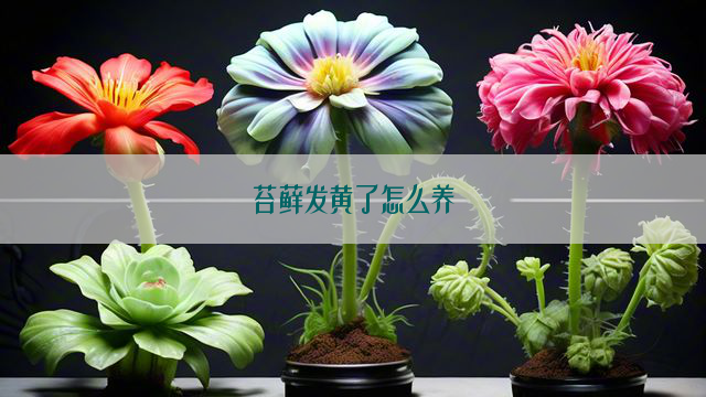 苔藓发黄了怎么养