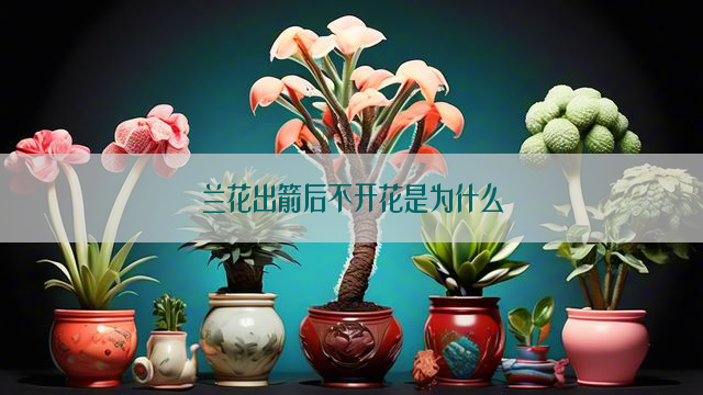 兰花出箭后不开花是为什么