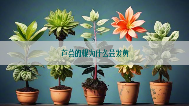 芦荟的根为什么会发黄