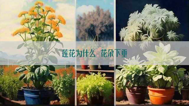 莲花为什么 花朵下垂