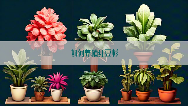 如何养植红豆杉