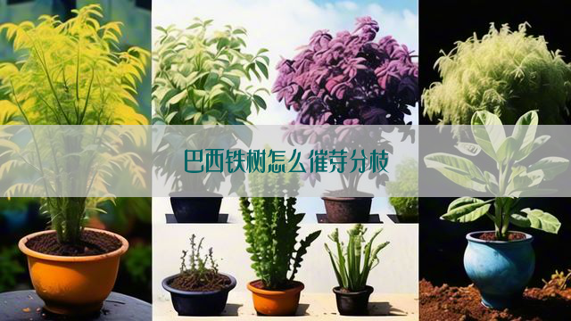 巴西铁树怎么催芽分枝