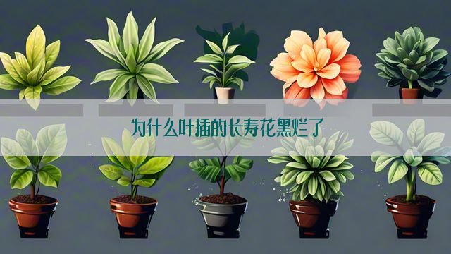 为什么叶插的长寿花黑烂了