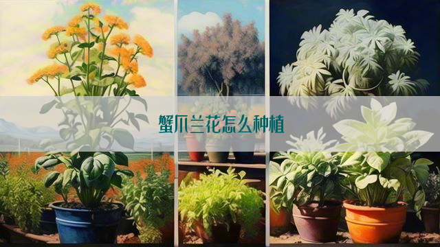 蟹爪兰花怎么种植