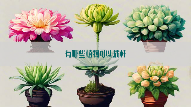 有哪些植物可以插杆